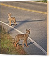 Coyotes At The Crossroads Wood Print