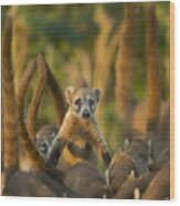 Cozumel Island Coati Cozumel Island Wood Print