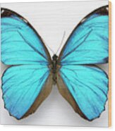 Cramer's Blue Butterfly Wood Print