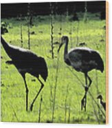 Cranes With Baby Close Behind Wood Print