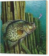 Crappie And Posts Wood Print