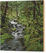 Creek In Temperate Rainforest Wood Print