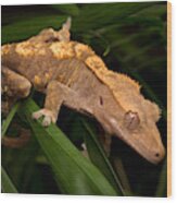 Crested Gecko Rhacodactylus Ciliatus Wood Print