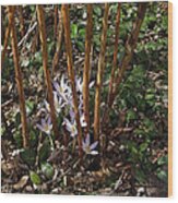 Crocuses And Raspberry Canes Wood Print