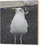 Curious Seagull Wood Print