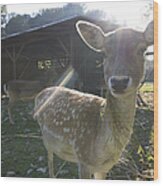 Curious Young Deer Wood Print