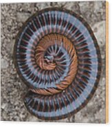 Curled Millipede Wood Print