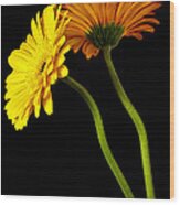 Curvaceous Daisies Wood Print