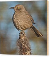 Curve-billed Thrasher On A Cactus Wood Print