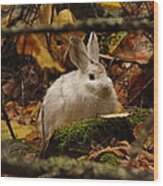 Cute Bunny In The Forest Wood Print