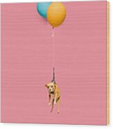 Cute Dog Tied To A Balloon And Floating Wood Print