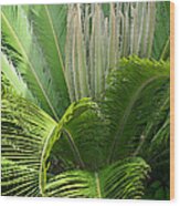 Cycad Wood Print