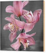 Cymbidium Orchid Pink Iii Still Life Flower Art Poster Wood Print