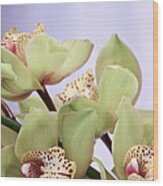 Cymbidium Orchids Wood Print