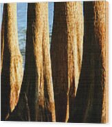 Cypress Tree Cluster 1 Wood Print