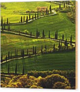 Cypresses Alley Wood Print