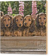 Dachshunds In A Flowerpot Wood Print