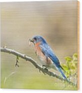 Daddy Bluebird Wood Print