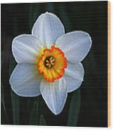 Daffodil In Riverside Park Wood Print