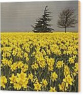 Daffodils A Plenty Wood Print