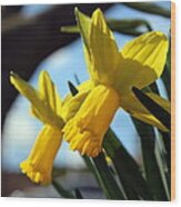 Daffodils Wood Print