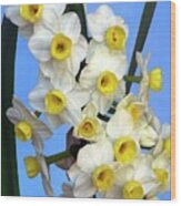 Daffodils (narcissus 'avalanche') Wood Print