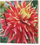 Dahlia 1 Wood Print