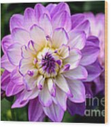 Dahlia Flower With Purple Tips Wood Print