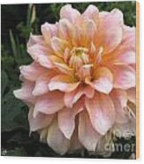 Dahlia Named Seattle Wood Print