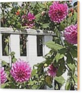 Dahlias Over The Fence Wood Print