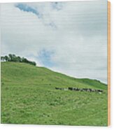 Dairy Cows And Pasture Land Wood Print