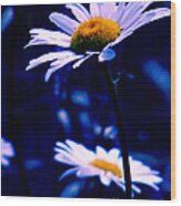 Daisies In The Blue Realm Wood Print