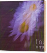 Daisy Dance Wood Print