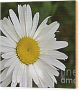 Daisy Day Wood Print