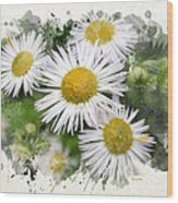Daisy Watercolor Flowers Wood Print