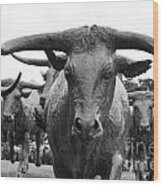 Dallas Texas Pioneer Plaza Longhorn Cattle Drive Bronze Sculpture Black And White Wood Print