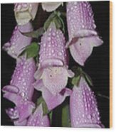 Damp Foxglove Wood Print