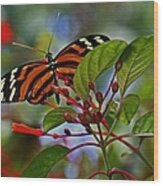 Danaidae Butterfly Wood Print