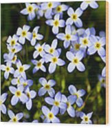 Spring Bluet Flowers Wood Print