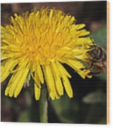 Dandelion Beauty Wood Print