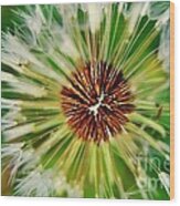 Dandelion Dreams Wood Print