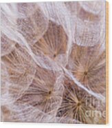 Dandelions 7 Wood Print