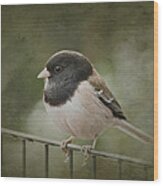 Dark-eyed Junco Wood Print