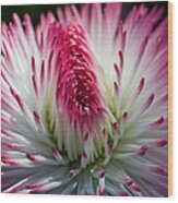 Dark Pink And White Spiky Petals Wood Print