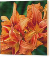 Day Lily Wood Print
