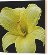 Day Lily Pla 134 Wood Print