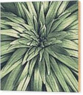 Day Lily Soon Pp-6 Wood Print