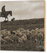 Days End Sheep Herding Wood Print