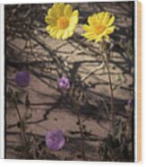 Death Valley Wildflowers Wood Print