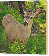 Deer And Near Wood Print